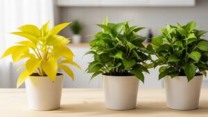 Common Indoor Plant Problems and How to Fix Them